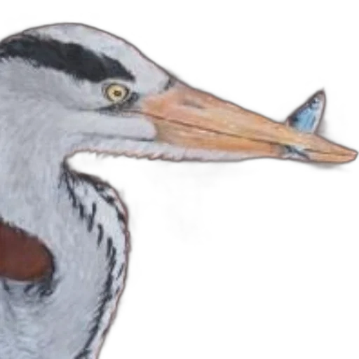 animal, creature, mask, staff transparent PNG cut-out