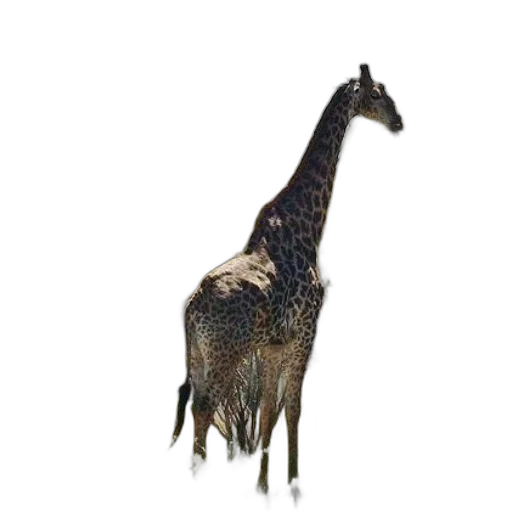 animal, creature, staff, dragon transparent PNG cut-out
