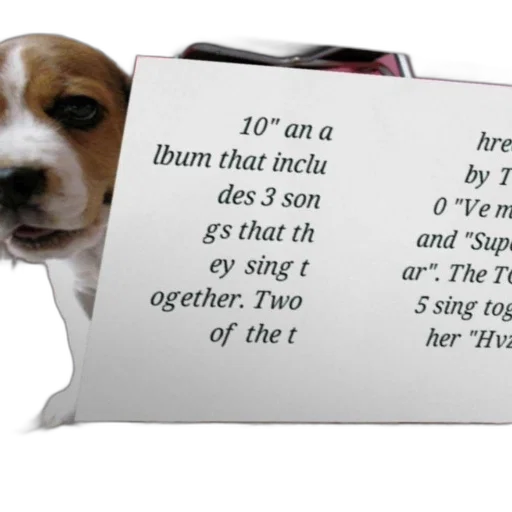 animal, fire, dog, photo transparent PNG cut-out