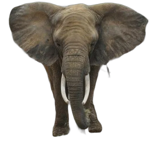 animal, creature, hat, staff transparent PNG cut-out