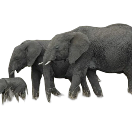 animal, creature, staff, concept art transparent PNG cut-out
