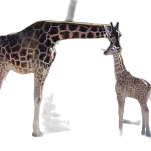 animal, creature, concept art, 3d render transparent PNG cut-out