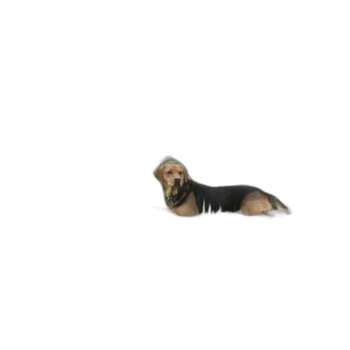 animal, creature, hair, furniture transparent PNG cut-out