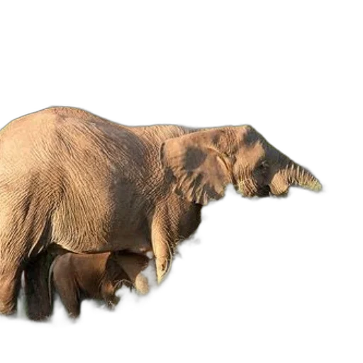 animal, creature, staff, weapon transparent PNG cut-out