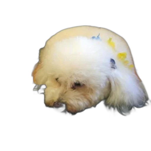 hair, hat, animal, crown transparent PNG cut-out