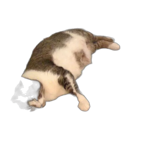 animal, creature, food, shoes transparent PNG cut-out