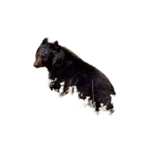 animal, hair, creature, crown transparent PNG cut-out