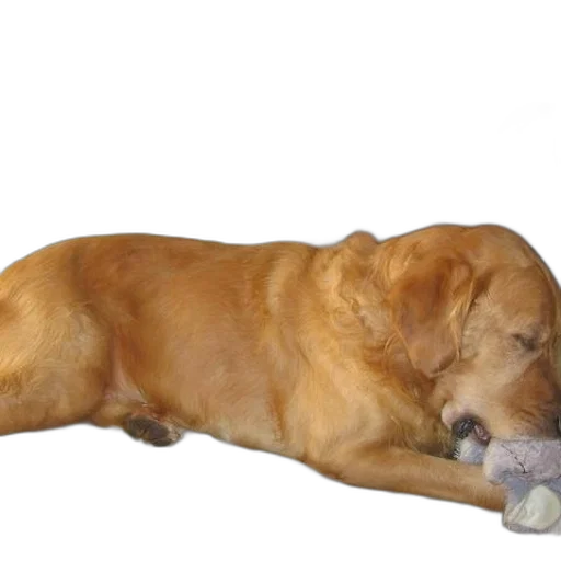 animal, staff, creature, weapon transparent PNG cut-out