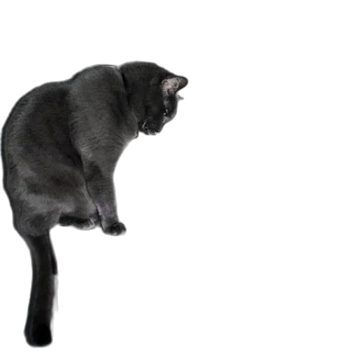 animal, staff, creature, hat transparent PNG cut-out