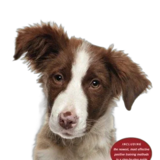 animal, staff, book, cover transparent PNG cut-out