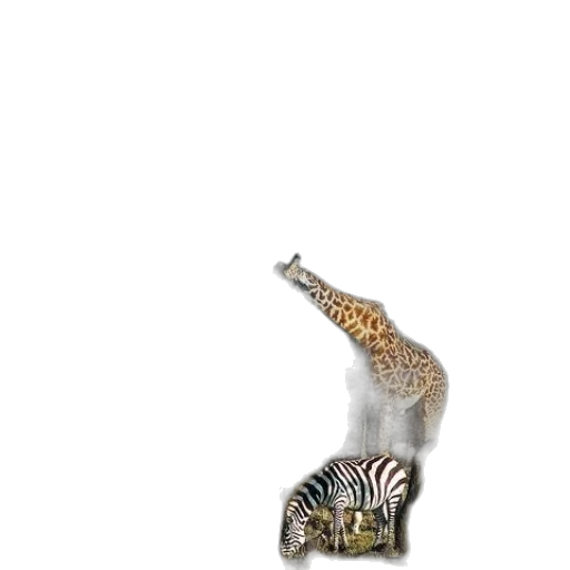 animal, creature, hair, jewelry transparent PNG cut-out