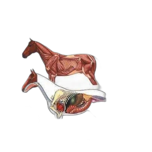 food, animal, crown, shoes transparent PNG cut-out