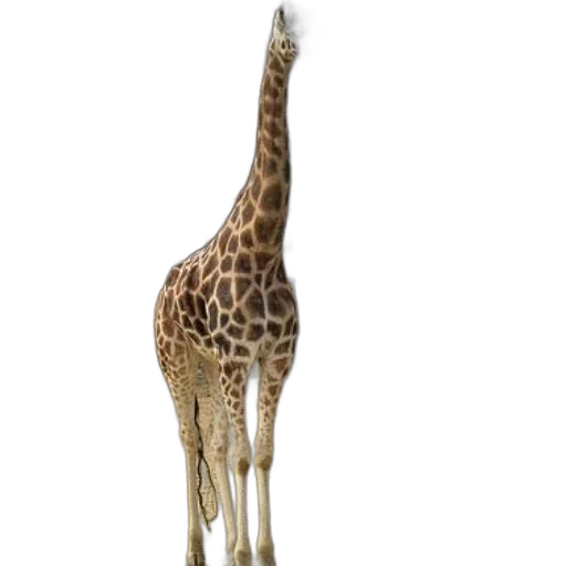 animal, creature, staff, hat transparent PNG cut-out