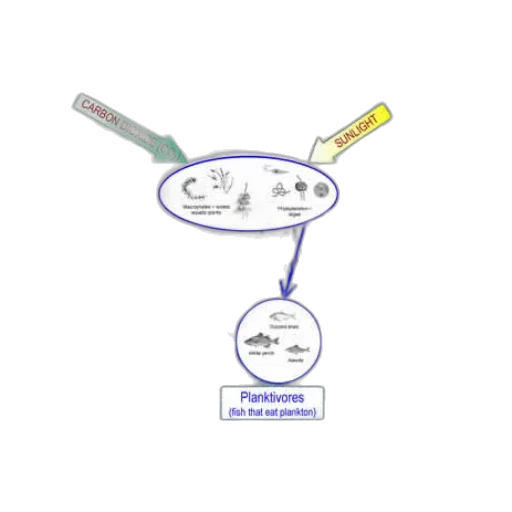 colorful, diagram, illustrating, food transparent PNG cut-out