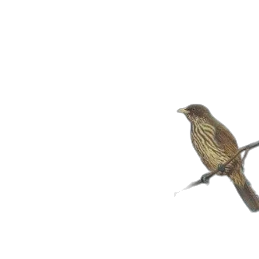 animal, staff, weapon, creature transparent PNG cut-out