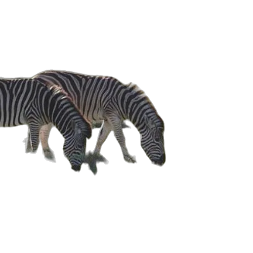animal, creature, dragon, shoes transparent PNG cut-out