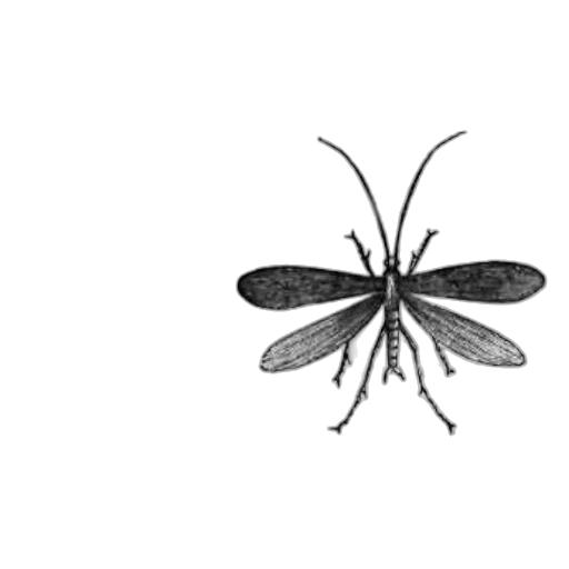 animal, creature, staff, umbrella transparent PNG cut-out