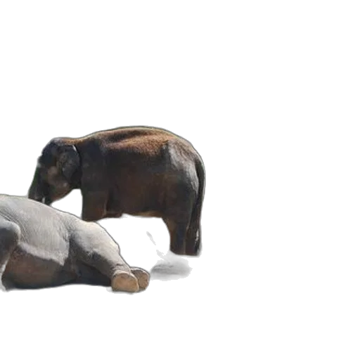 animal, creature, furniture, 3d render transparent PNG cut-out