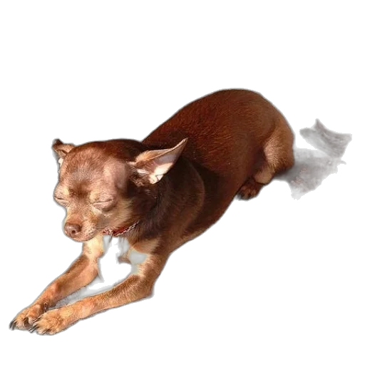 staff, animal, creature, shoes transparent PNG cut-out