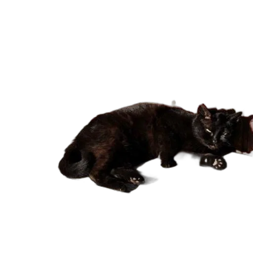 animal, creature, staff, weapon transparent PNG cut-out