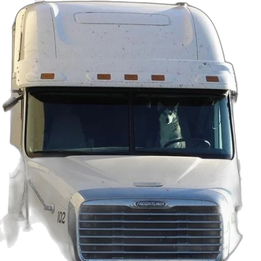 white, dog, sitting, driver transparent PNG cut-out