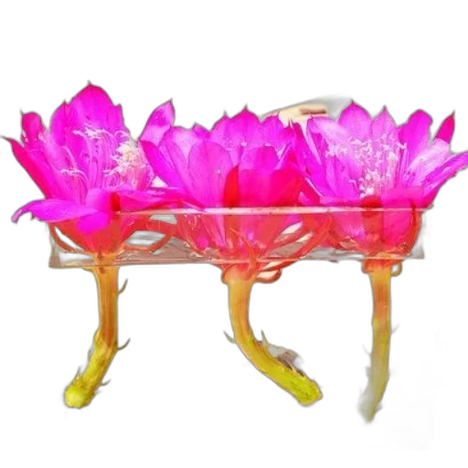 furniture, crown, jewelry, flower transparent PNG cut-out