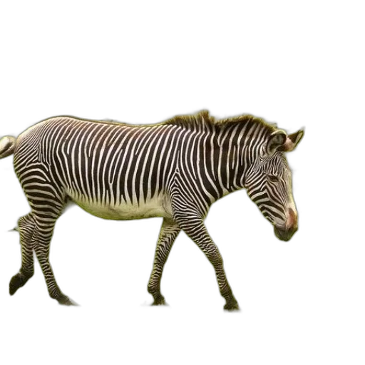 animal, creature, weapon, jewelry transparent PNG cut-out