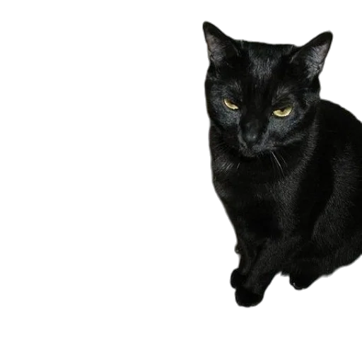 animal, staff, creature, face transparent PNG cut-out