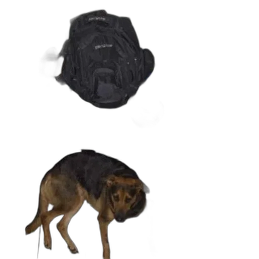 hat, jacket, umbrella, animal transparent PNG cut-out