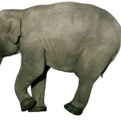 animal, creature, weapon, staff transparent PNG cut-out