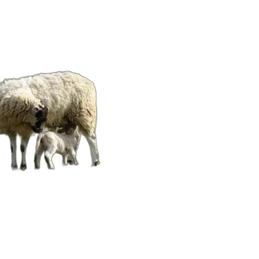 animal, creature, weapon, food transparent PNG cut-out