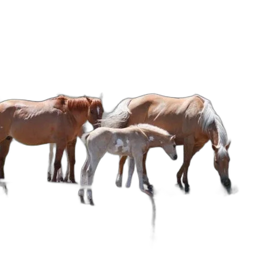 animal, creature, hair, concept art transparent PNG cut-out