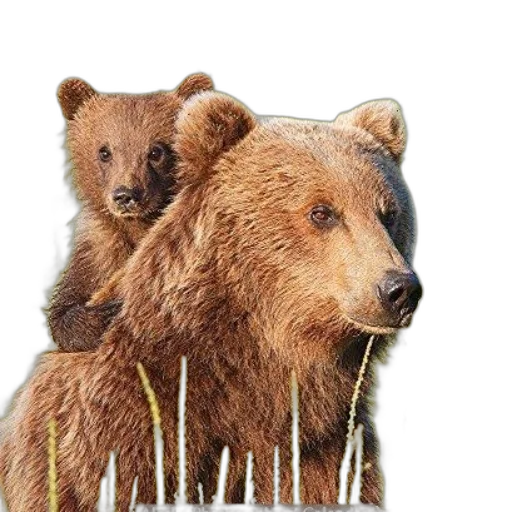animal, photorealistic, concept art, alaska transparent PNG cut-out