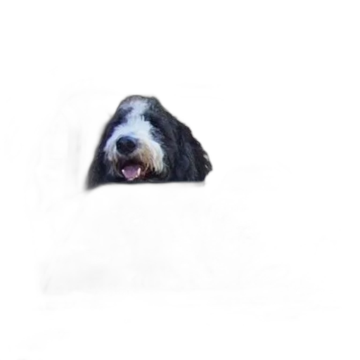 animal, creature, face, staff transparent PNG cut-out