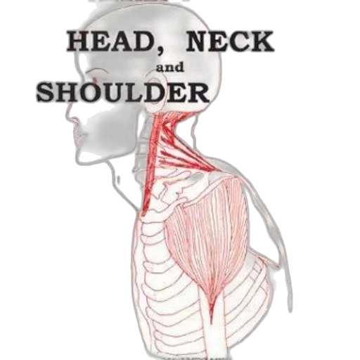 book, cover, anatomical, illustration transparent PNG cut-out