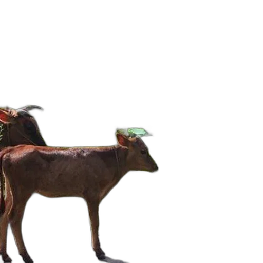 animal, hat, creature, staff transparent PNG cut-out