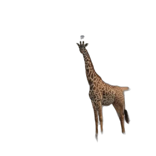 animal, creature, hat, staff transparent PNG cut-out