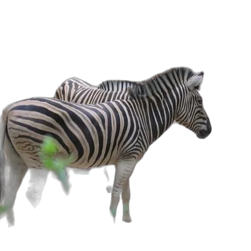 animal, creature, 3d render, photorealistic transparent PNG cut-out