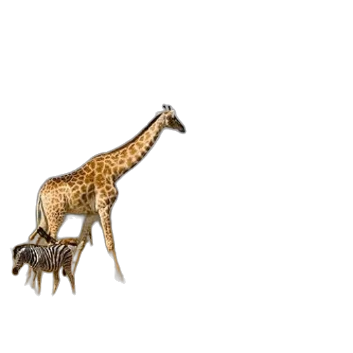 animal, creature, furniture, weapon transparent PNG cut-out