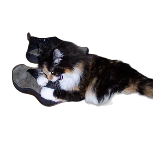 shoes, animal, hat, staff transparent PNG cut-out
