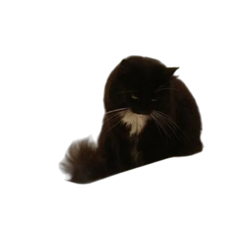 hat, animal, crown, hair transparent PNG cut-out