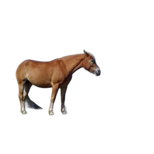animal, creature, staff, furniture transparent PNG cut-out