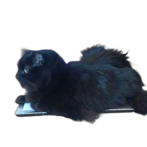 animal, creature, staff, hair transparent PNG cut-out