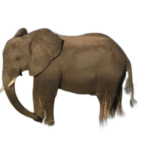 animal, creature, staff, weapon transparent PNG cut-out