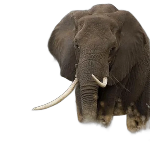 animal, creature, staff, photorealistic transparent PNG cut-out
