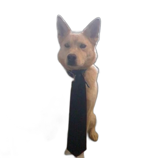 staff, animal, creature, jacket transparent PNG cut-out