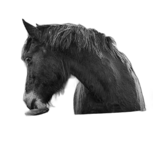 animal, hair, creature, hat transparent PNG cut-out