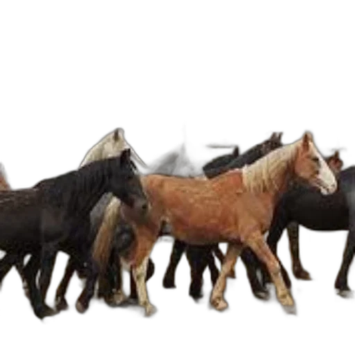 animal, staff, 3d render, photorealistic transparent PNG cut-out