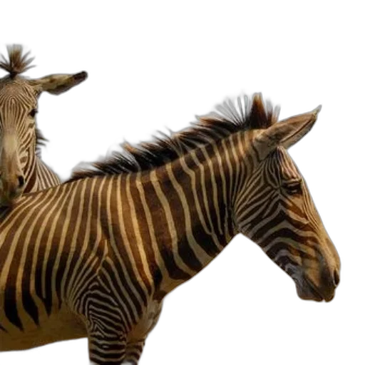animal, creature, jewelry, 3d render transparent PNG cut-out