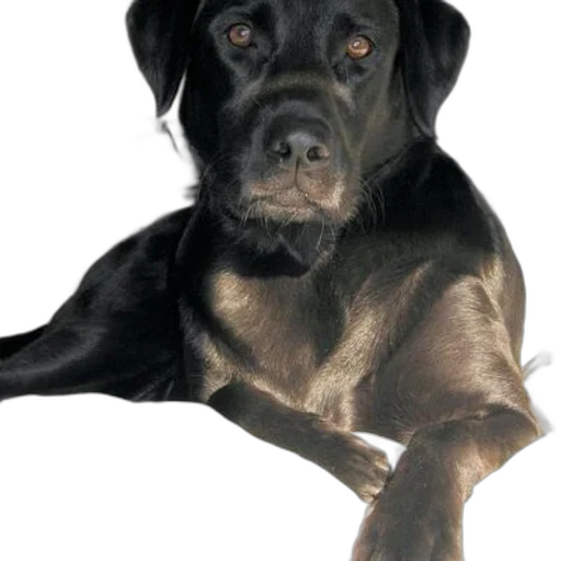 animal, staff, creature, face transparent PNG cut-out